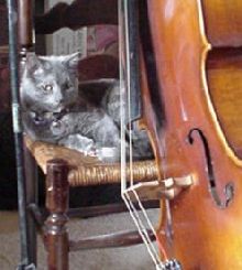 Cello Cat